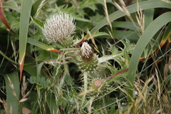 Cirsium quercetorum