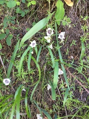 Calochortus elegans elegans