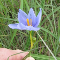 Nemastylis geminiflora