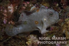 Abantennarius coccineus
