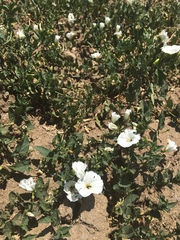 Convolvulus arvensis