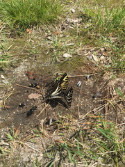Papilionidae