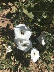 Convolvulus arvensis