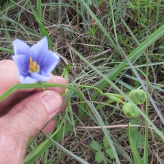 Nemastylis geminiflora