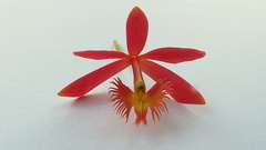 Epidendrum cinnabarinum