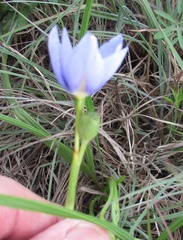 Nemastylis geminiflora