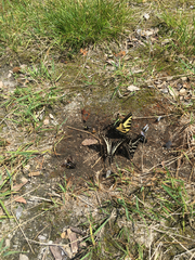 Papilionidae