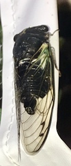 Neotibicen lyricen engelhardti