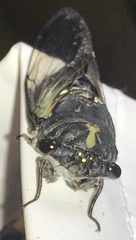Neotibicen lyricen engelhardti