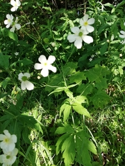 Ranunculus platanifolius