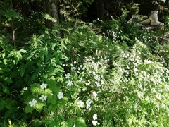 Ranunculus platanifolius