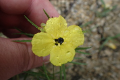 Oenothera serrulata
