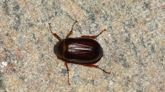 Phyllophaga anxia