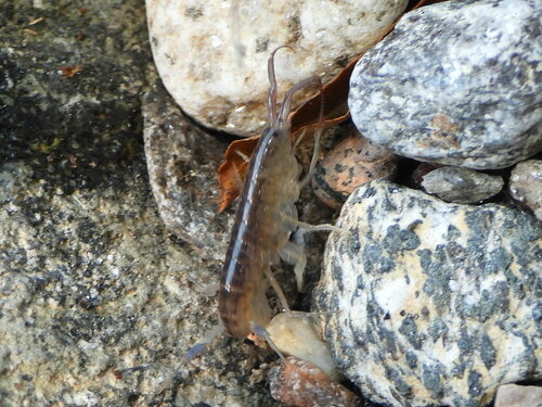 Garbini's Lake Hopper, photo 2 of 7