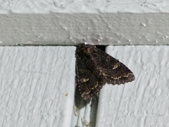 Apamea amputatrix