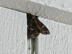 Apamea amputatrix