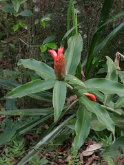 Costus woodsonii