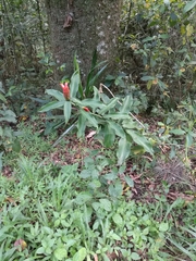 Costus woodsonii