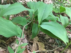 Convallaria pseudomajalis