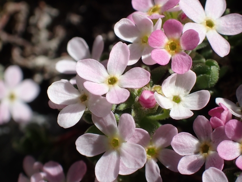 Image of Androsace alpina by (c) Elias, some rights reserved (CC BY)