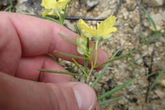 Oenothera serrulata