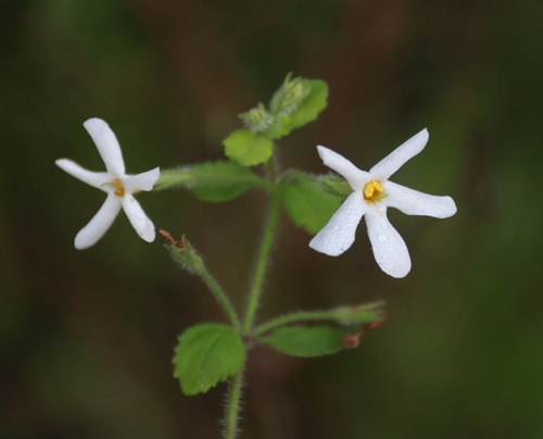 Chaenostoma hispidum (Chaenostoma hispidum)