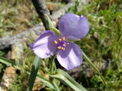 Tradescantia bracteata