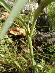 Tradescantia bracteata