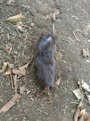 Microtus mexicanus