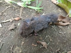 Microtus mexicanus