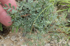 Dalea frutescens