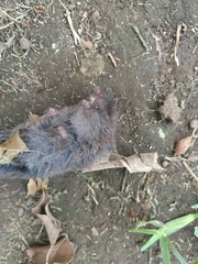 Microtus mexicanus