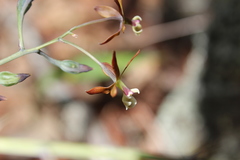 Prosthechea michuacana