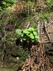 Ozomelis stauropetala