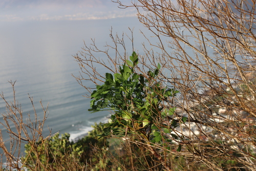 Image of Notobubon galbanum by (c) Tony Rebelo, some rights reserved (CC BY-SA)