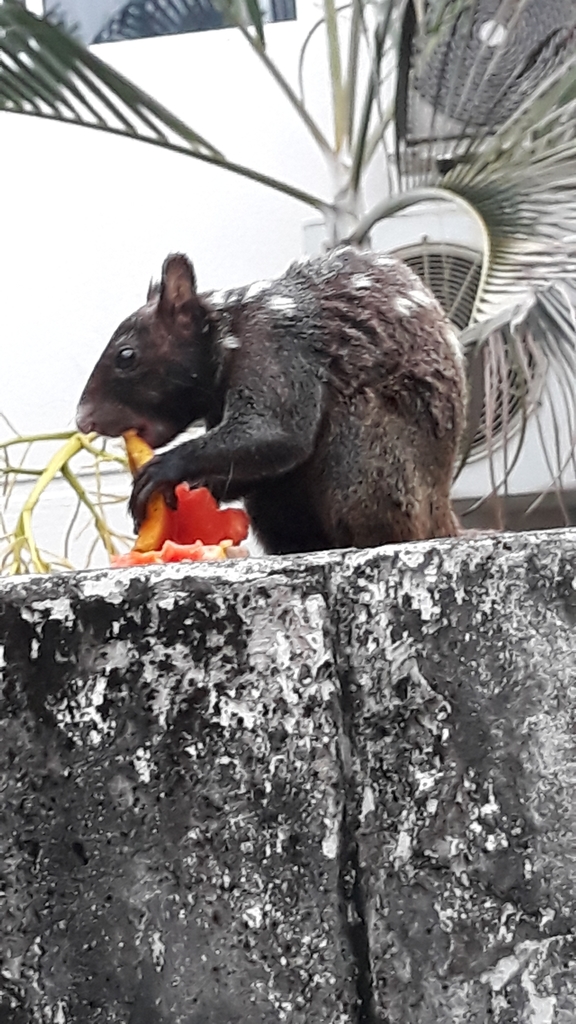 Guayaquil Squirrel