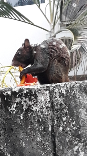 Guayaquil Squirrel
