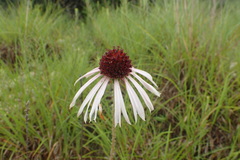 Echinacea angustifolia