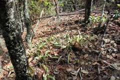 Prosthechea michuacana