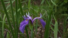 Iris tridentata
