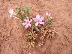 Phlox alyssifolia