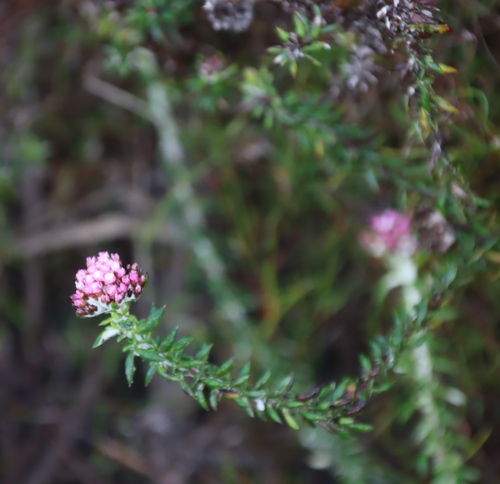 Image of Spreading Blombush (Metalasia divergens) by (c) Tony Rebelo, some rights reserved (CC BY-SA)