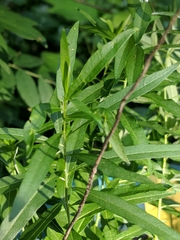 Amsonia tabernaemontana
