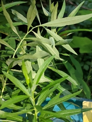 Amsonia tabernaemontana