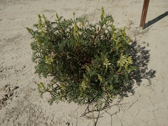 Astragalus racemosus