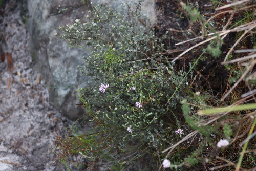 Image of Spreading Blombush (Metalasia divergens) by (c) Tony Rebelo, some rights reserved (CC BY-SA)