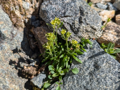 Image of Saxifraga seguieri by (c) Elias, some rights reserved (CC BY)