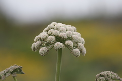 Angelica hendersonii