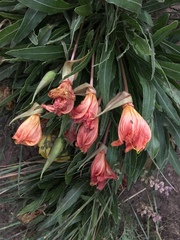 Oenothera howardii