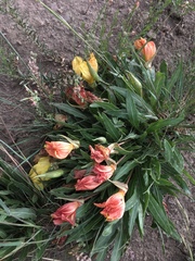 Oenothera howardii